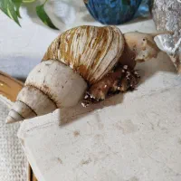 حلزون آفریقایی