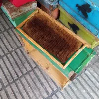 فروش بوک زنبور عسل