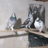 کبوتر|پرنده|تهران, هفده شهریور|دیوار