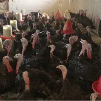 فروش گله بوقلمون یکجا زیر قیمت دانسفهان قزوین