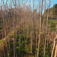 نهالستان دشت سبز|خدمات باغبانی و درختکاری|مشهد, امیریه|دیوار