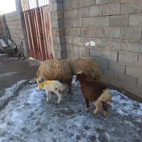 ی جفت میش بره|حیوانات مزرعه|زاغه, |دیوار