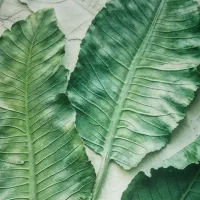 تابلو بوم پروانه|تابلو، نقاشی، عکس|مشهد, رسالت|دیوار