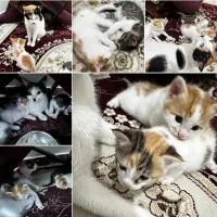 پیشیهای دوست داشتنی