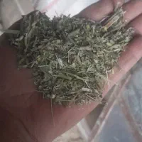 کاه ماش|عمدهفروشی|شاهیوند, |دیوار