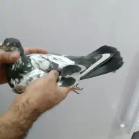 کفتر پاکستانی|پرنده|کوهدشت, |دیوار