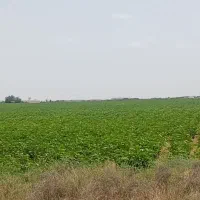 زمین کشاورزی
