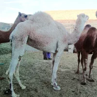 شتر سفید ماده