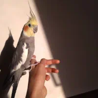 عروس هلندی  یک  جفت نر وماده  15000000