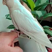 عروس هلندی آلبینوی