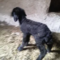 فروش بره شیری