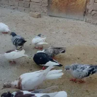 کبوتررنگی
