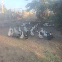 اردک بزرگ تخم گذار|حیوانات مزرعه|اهواز, کوی مندلی(سه راه خرمشهر)|دیوار