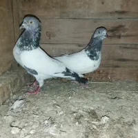 کبوتر|پرنده|قشم, |دیوار