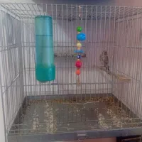 جوجه سره نر|پرنده|قدس, شهر‌قدس|دیوار