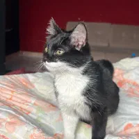 واگذاری گربه سیاه سفید|گربه|تبریز, |دیوار