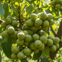 نهال های میوه سیاه ریشه