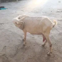 شیر بز سانن مناسب نوزاد و افراد بیمار
