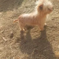 سگ خانگی به فروش میرسد