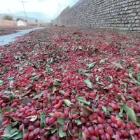 زرشک دانه اناری درجه یک اصل قاینات|عمدهفروشی|قائن, |دیوار