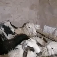 فروش بره نر و ماده|حیوانات مزرعه|کرمان, |دیوار