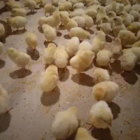 استخدام کارگر مرغداری ورامین با جای خواب|استخدام صنعتی، فنی، مهندسی|جوادآباد, |دیوار