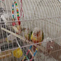 پرنده|پرنده|مزرعه کتول, |دیوار