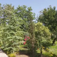 زمین-باغ-1000-متری-سند-دار-در-مهرشهر-خیابان-چمن