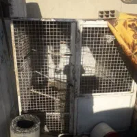 قفس کبوتر|لوازم جانبی حیوانات|تاکستان, |دیوار