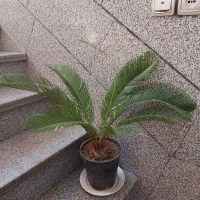 گل طبیعی|گل و گیاه طبیعی|تهران, باغ خزانه|دیوار