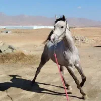 اسب نریان عرب|اسب و تجهیزات اسبسواری|چادگان, |دیوار