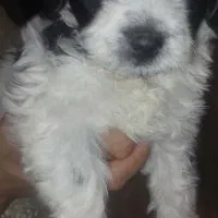 توله سگ شیتزو ترییر|سگ|یزد, |دیوار