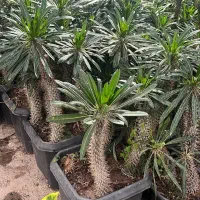گلخانه یاس|گل و گیاه طبیعی|زیرآب, |دیوار