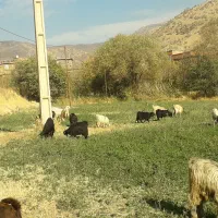 بره وبزغاله ماده