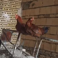 خروس محلی قلدر و چاق