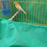 قناری اورجینال