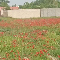 اجاره-زمین-یک-هکتار-دونیم-طناب