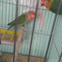 کوتوله و مرغ عشق