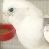 عروس هلندی مولد