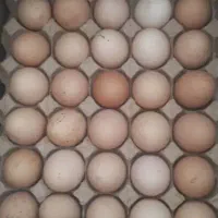 تخم مرغ محلی تازه تازه شانه ای ۲۹۰|خوردنی و آشامیدنی|همدان, |دیوار