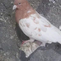 کله زرد|پرنده|فردیس, شهرک شهید حسینی|دیوار