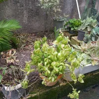 فروش فوری گل وگیاه