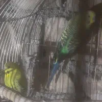 یک جفت مرغ عشق مولد و یک عدد جوجشون|پرنده|کبودرآهنگ, |دیوار