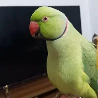 ملنگو نر سخن گو|پرنده|قشم, |دیوار