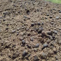 پوش گوسفندی|خدمات باغبانی و درختکاری|بابل, |دیوار