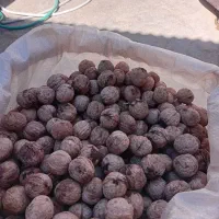 حدود ۵۰ کیلو گردو تازه امسال|خوردنی و آشامیدنی|اردل, |دیوار