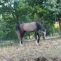 نریان نو زین