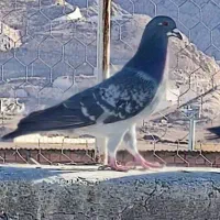 فروش کفتر پلاکی وگوهک