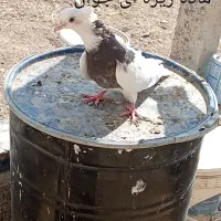 کبوتر طوقی