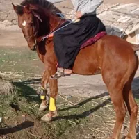 نریان ۴ ساله